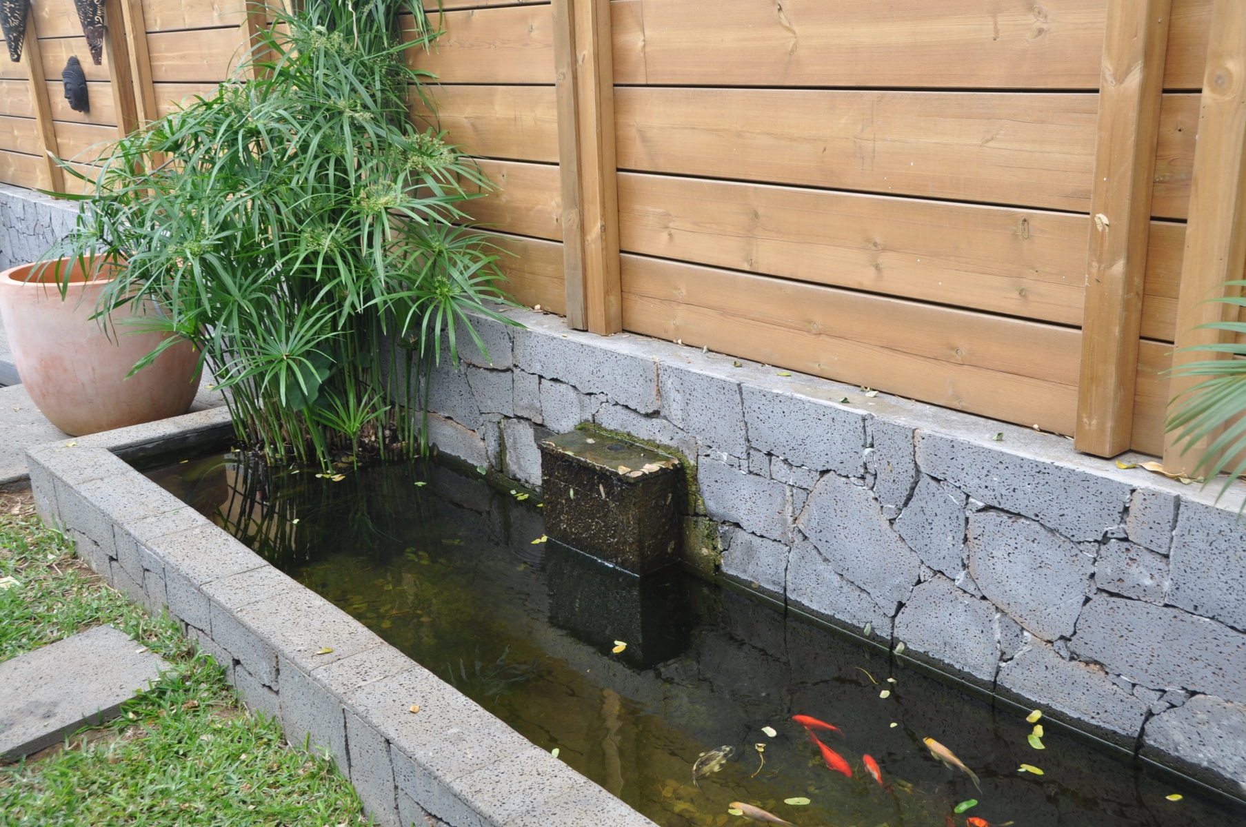 Installer un petit bassin de jardin : pas à pas et choix de plantes